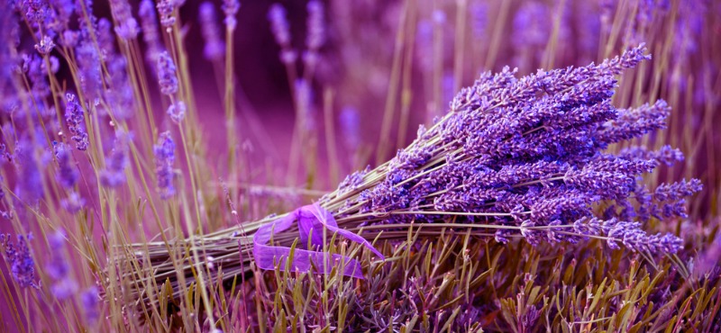 lavanda lavanda